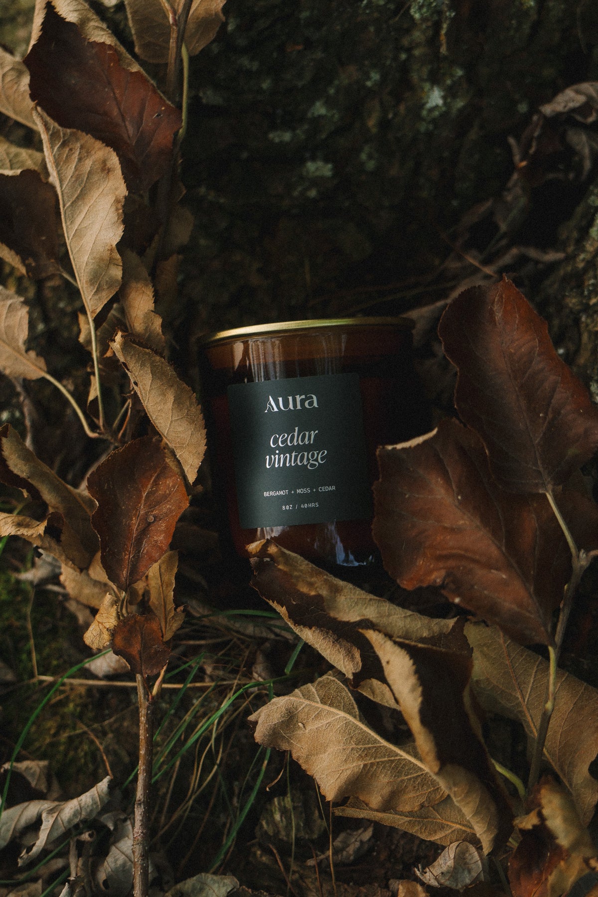 cedar vintage | bergamot + moss + cedar