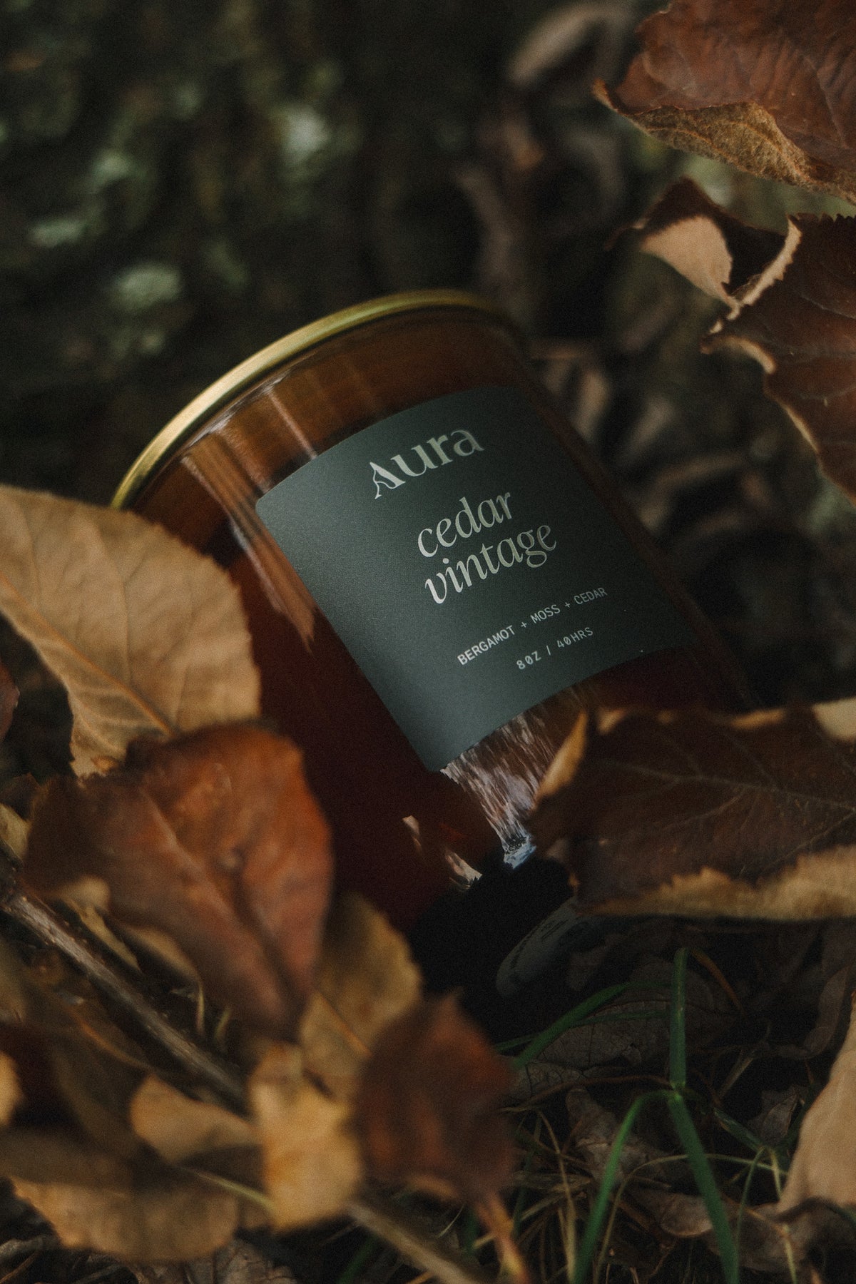 cedar vintage | bergamot + moss + cedar